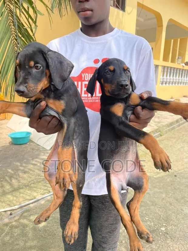 1-3 months Male Purebred Doberman Pinscher · Photo 1