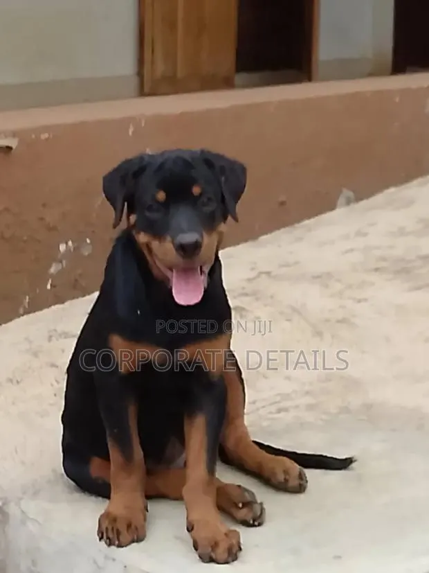 1-3 months Female Purebred Rottweiler · Photo 1