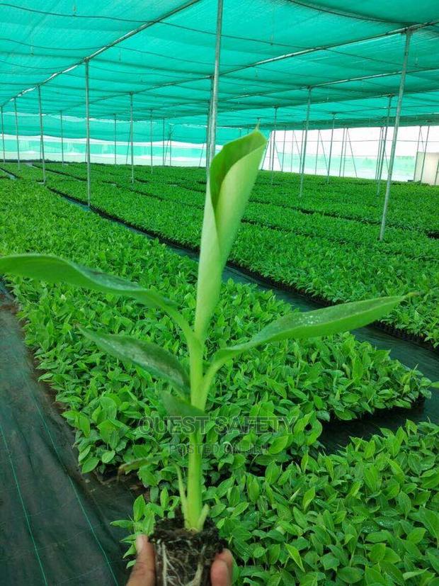 Farming Shade Net (Green House Net) 3 Metres by 50m · Photo 1