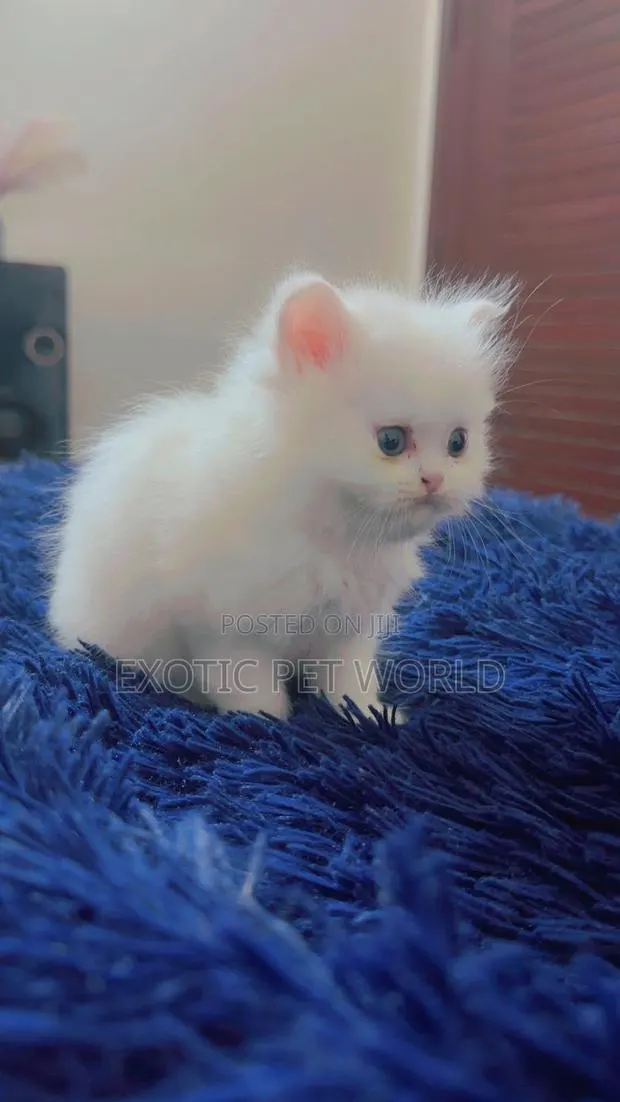 1-3 months Female Purebred Persian · Photo 1