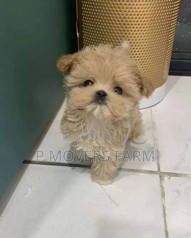 1-3 months Male Purebred Poodle · Photo 1