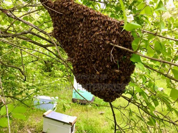 Professional Bee Evacuation Services for Your Home/Property · Photo 1