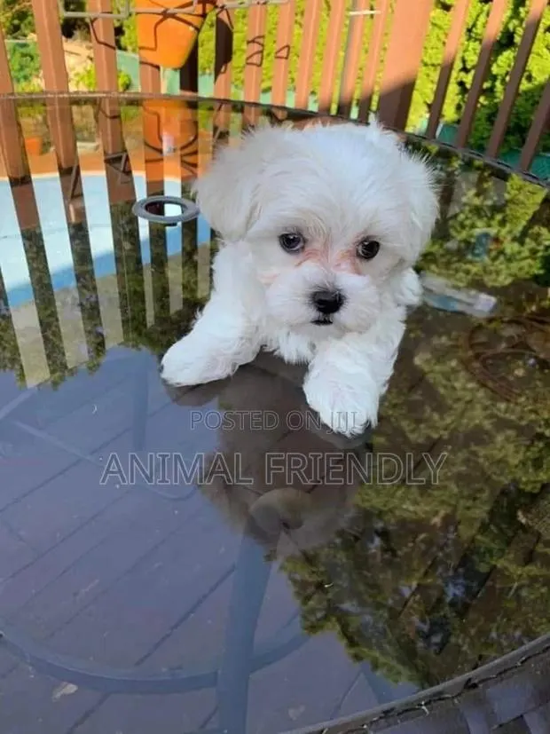 1-3 months Male Purebred Poodle · Photo 1