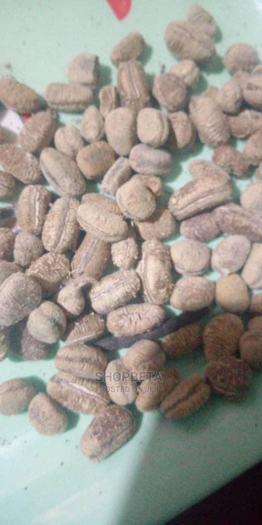 West African Nutmeg · Photo 1
