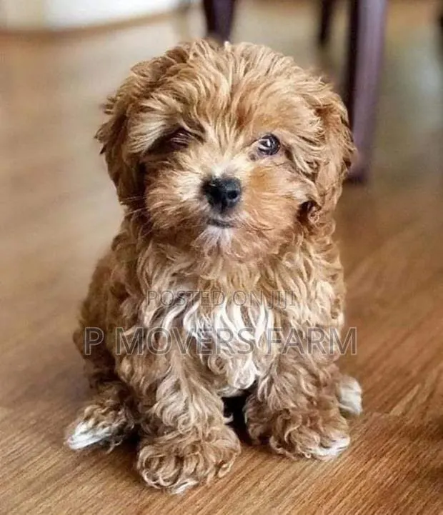 1-3 months Male Purebred Poodle · Photo 1