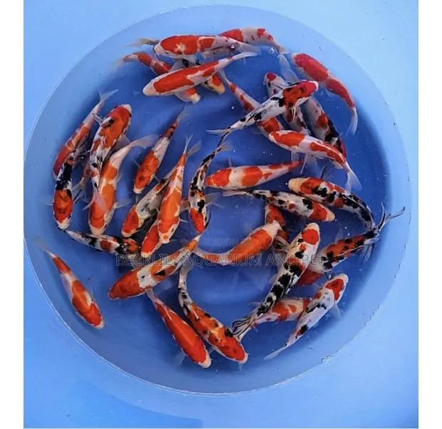 3 Colored Koi’S · Photo 1