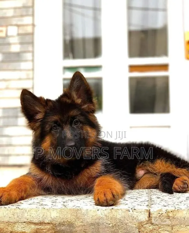 1-3 months Female Purebred German Shepherd · Photo 1