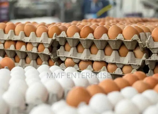 MMF Egg Enterprise · Photo 1