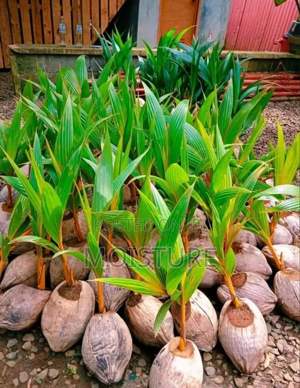 Healthy Hybrid Coconut (Yellow and Green). · Photo 1