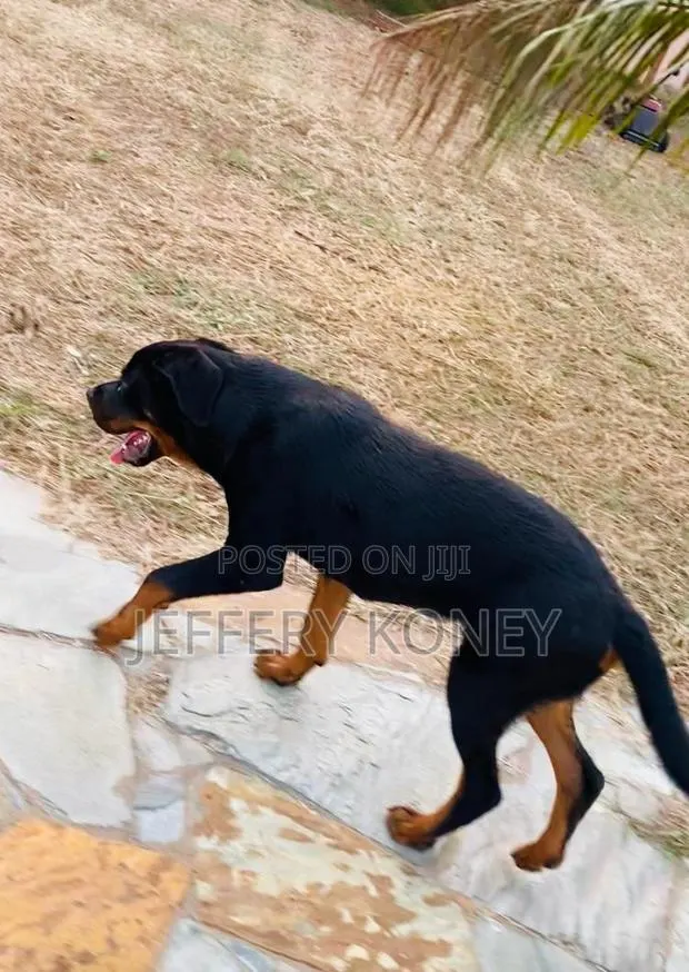 6-12 months Male Purebred Rottweiler · Photo 1