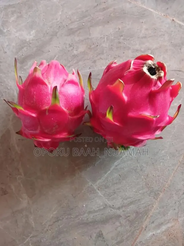Dragon Fruit Cuttings · Photo 2