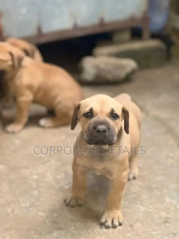 1-3 months Male Purebred Boerboel · Photo 1