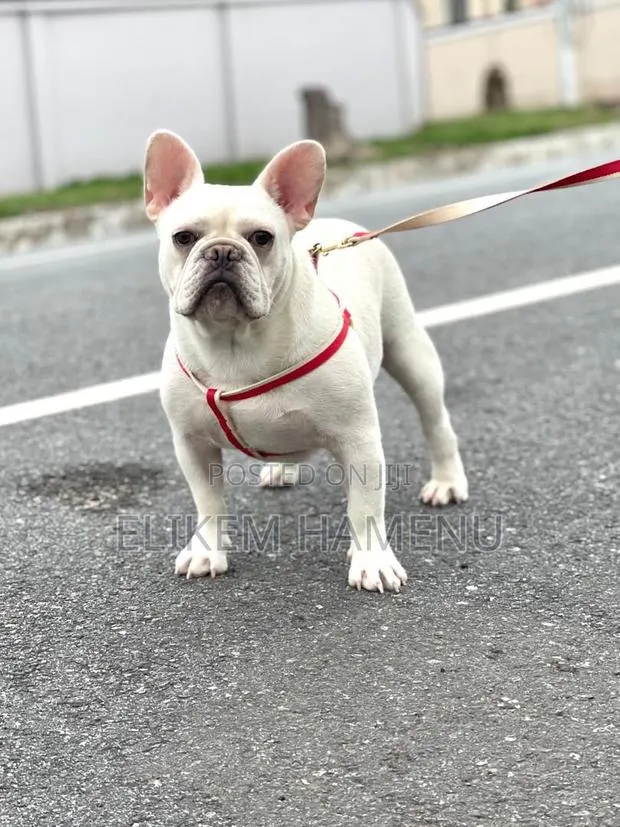 1+ year Male Purebred French Bulldog · Photo 1
