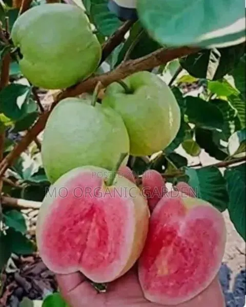 Pink Thai Guava Guava Seedlings/ Plant · Photo 2
