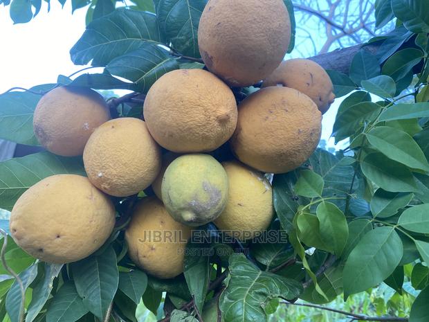 Saba Senegalese · Photo 4
