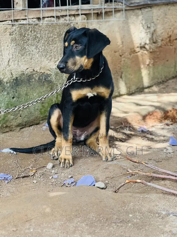 3-6 months Female Mixed Breed Boerboel · Photo 1