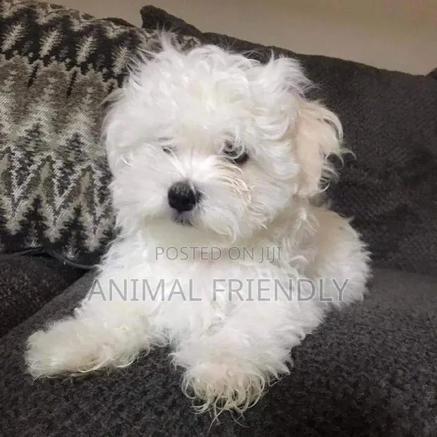 1-3 months Male Purebred Poodle · Photo 1