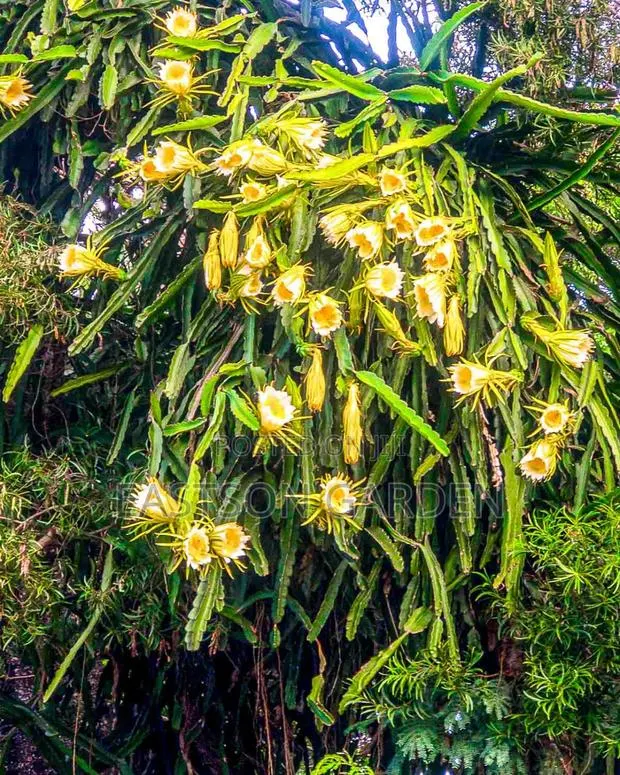 Exotic Dragon Fruits Seedlings · Photo 2