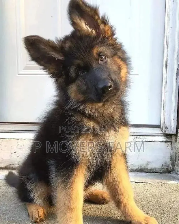 1-3 months Male Purebred German Shepherd · Photo 1