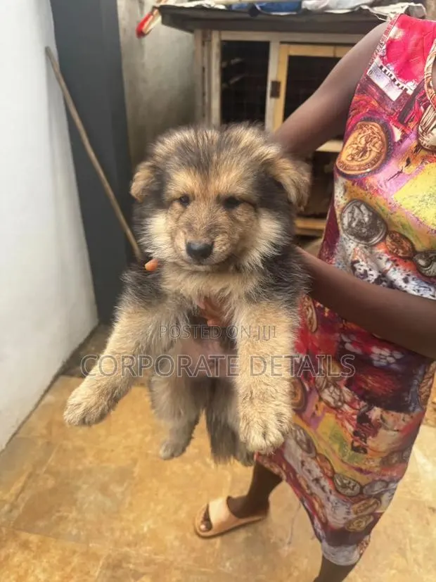 1-3 months Female Purebred German Shepherd · Photo 1