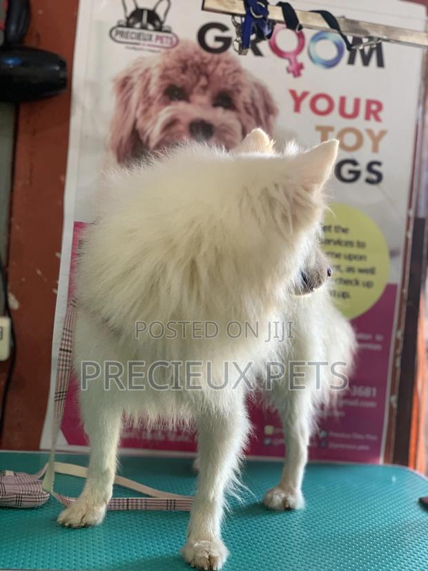 Stud Services For Poodles, Maltese, Havanese · Photo 3