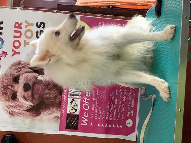 Stud Services For Poodles, Maltese, Havanese · Photo 4