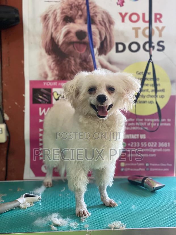 Stud Services For Poodles, Maltese, Havanese · Photo 5