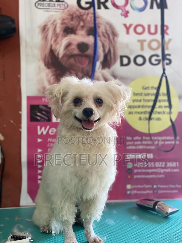 Stud Services For Poodles, Maltese, Havanese · Photo 6