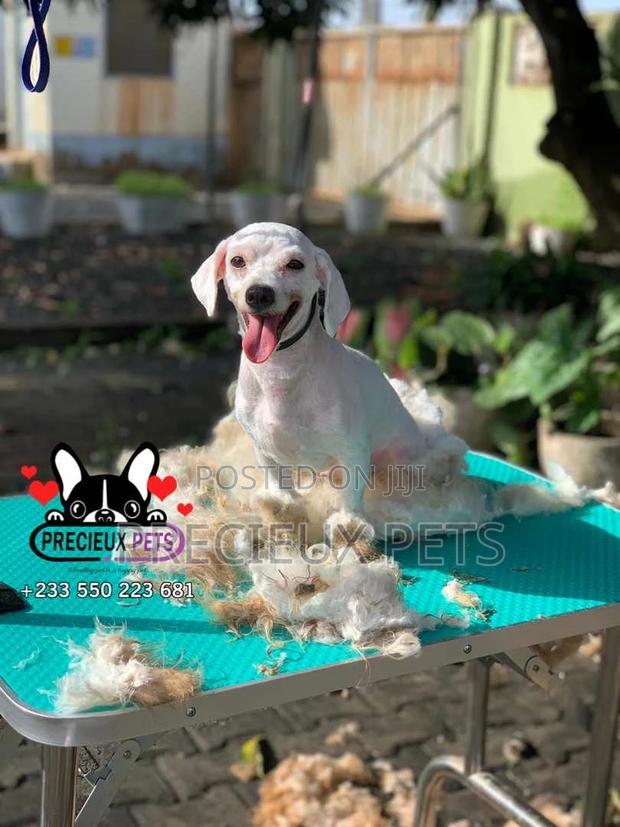 Deluxe Grooming Service at Precieux Pets · Photo 2