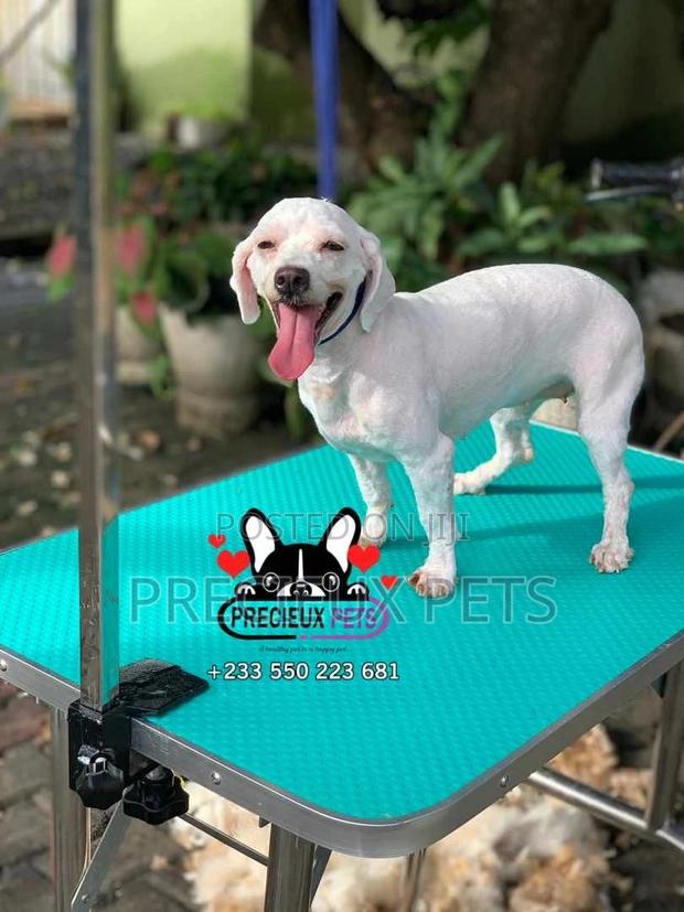 Deluxe Grooming Service at Precieux Pets · Photo 1