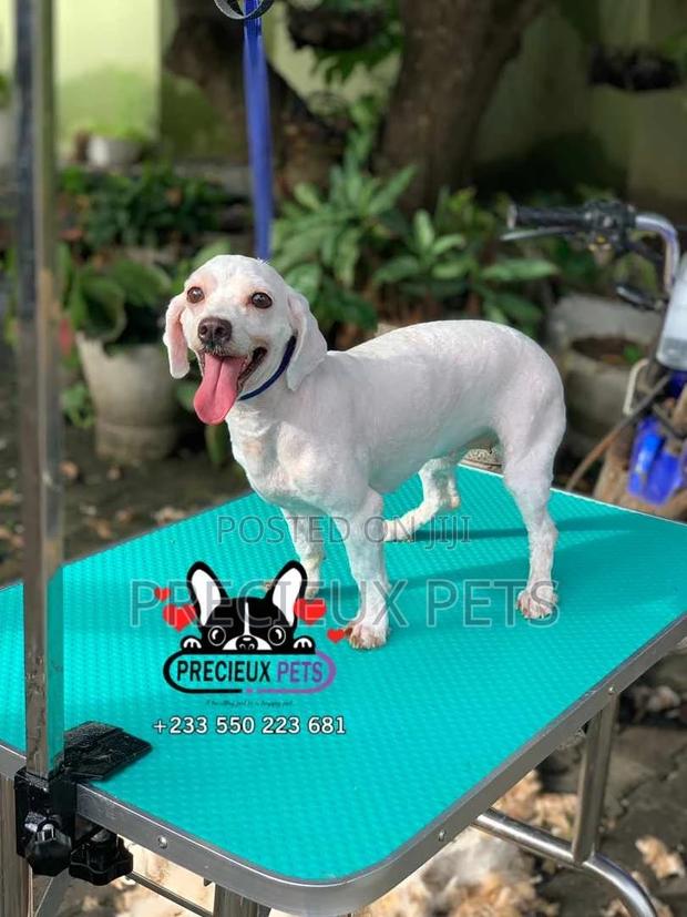Deluxe Grooming Service at Precieux Pets · Photo 3