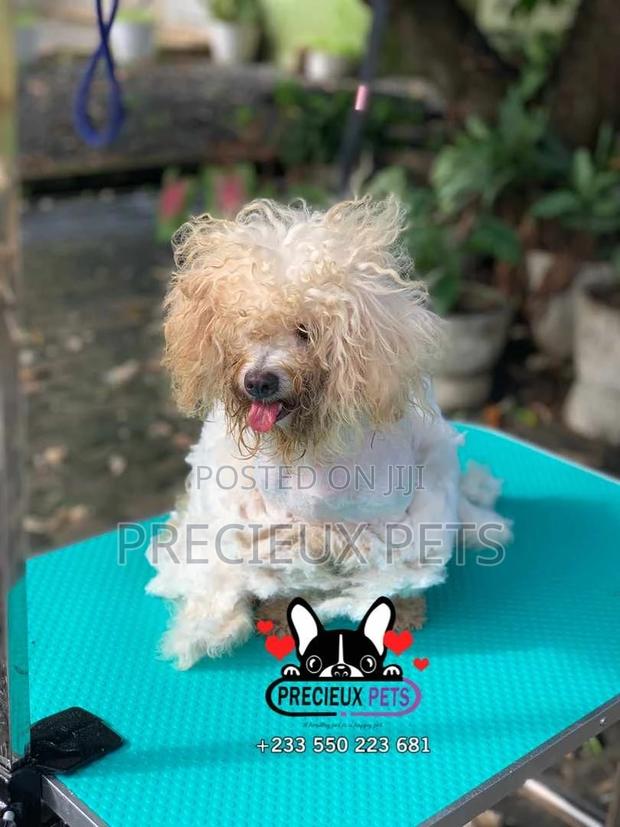 Deluxe Grooming Service at Precieux Pets · Photo 4