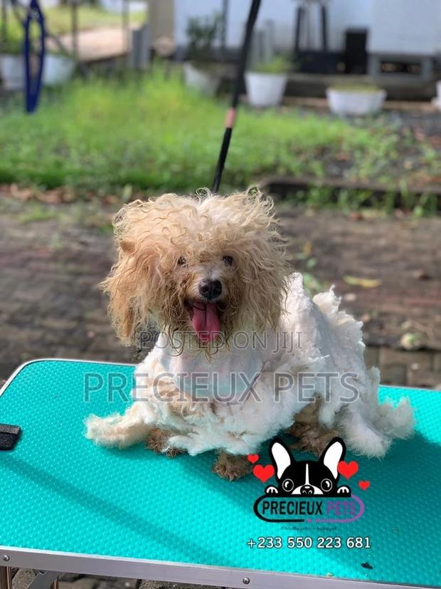 Deluxe Grooming Service at Precieux Pets · Photo 6