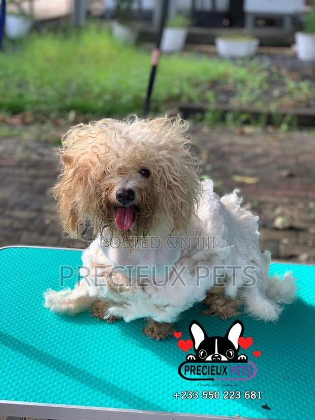 Deluxe Grooming Service at Precieux Pets · Photo 5