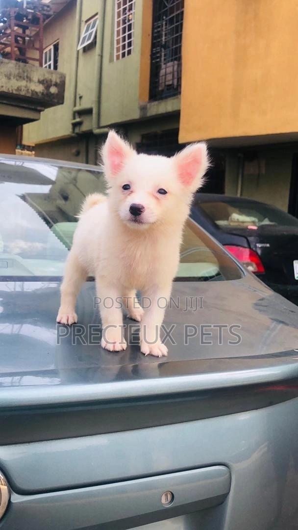 Full Option Grooming Service at Precieux Pets · Photo 1