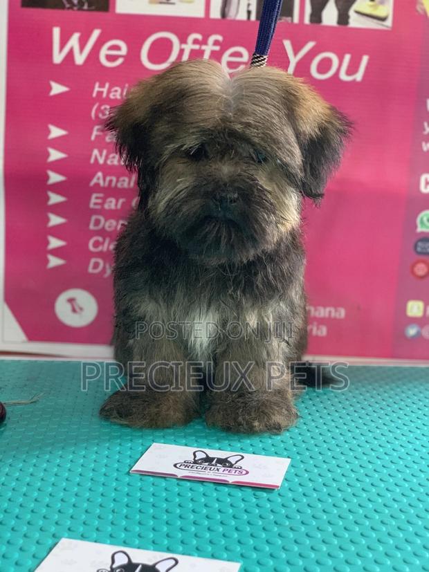 Basic Grooming Service at Precieux Pets · Photo 5