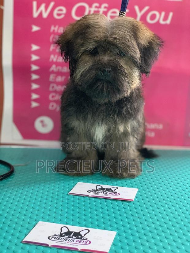Basic Grooming Service at Precieux Pets · Photo 1