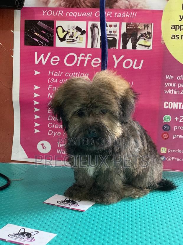 Basic Grooming Service at Precieux Pets · Photo 3