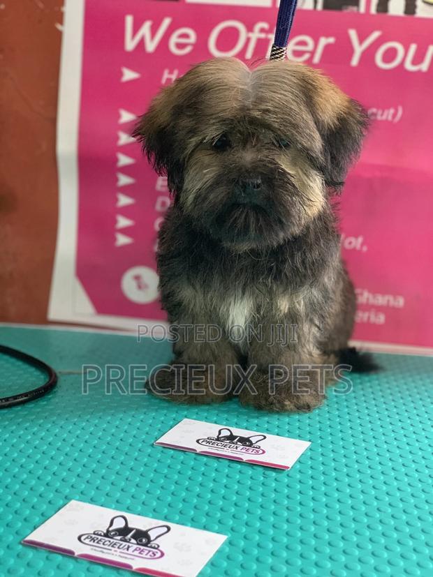Basic Grooming Service at Precieux Pets · Photo 2