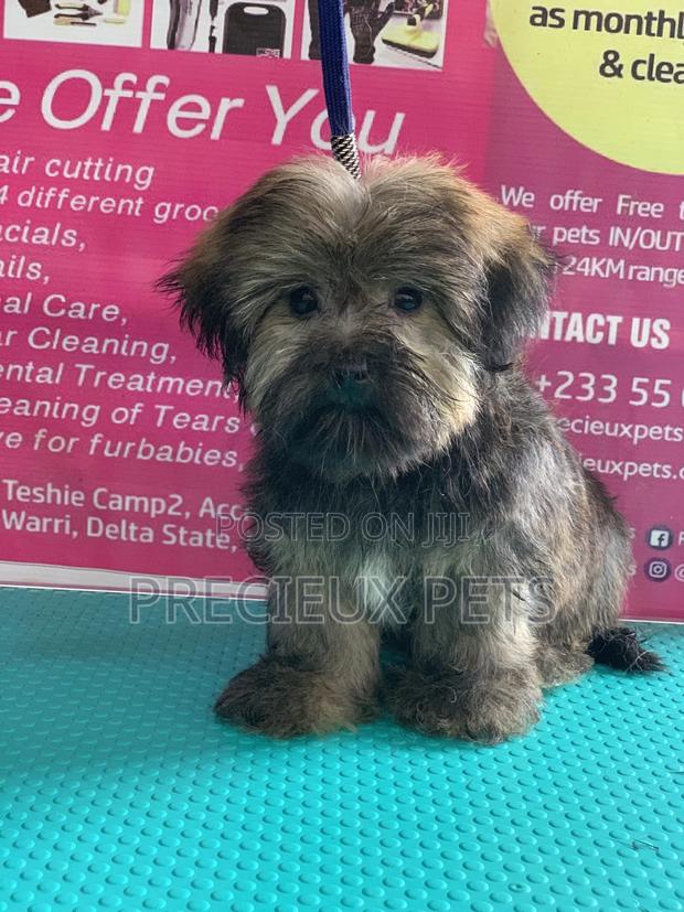 Basic Grooming Service at Precieux Pets · Photo 4