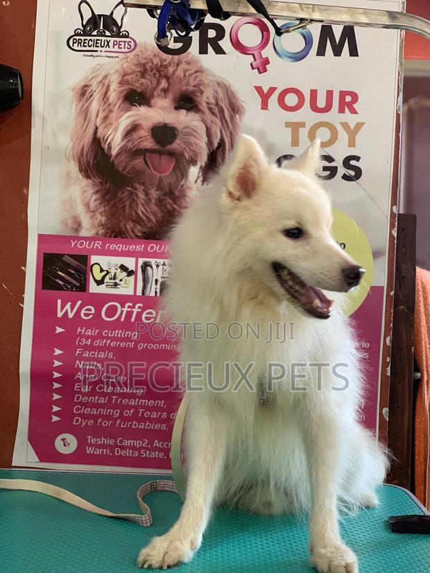Selective Grooming Service at Precieux Pets · Photo 1
