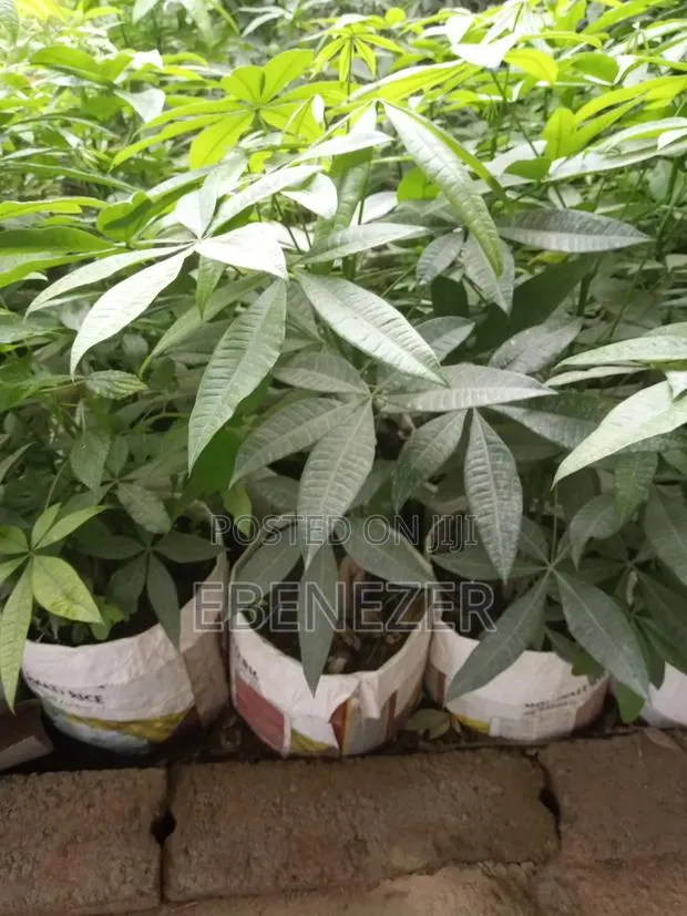Money Tree · Photo 1