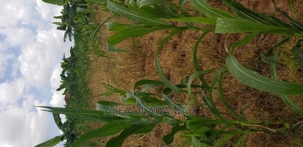 Land for Sale at Santasi Darko New Site · Photo 5