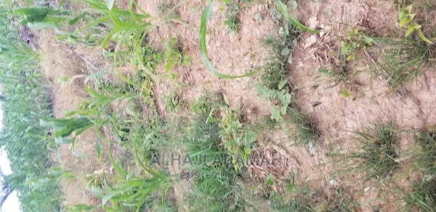 Land for Sale at Santasi Darko New Site · Photo 6