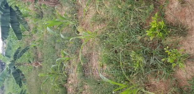 Land for Sale at Santasi Darko New Site · Photo 7