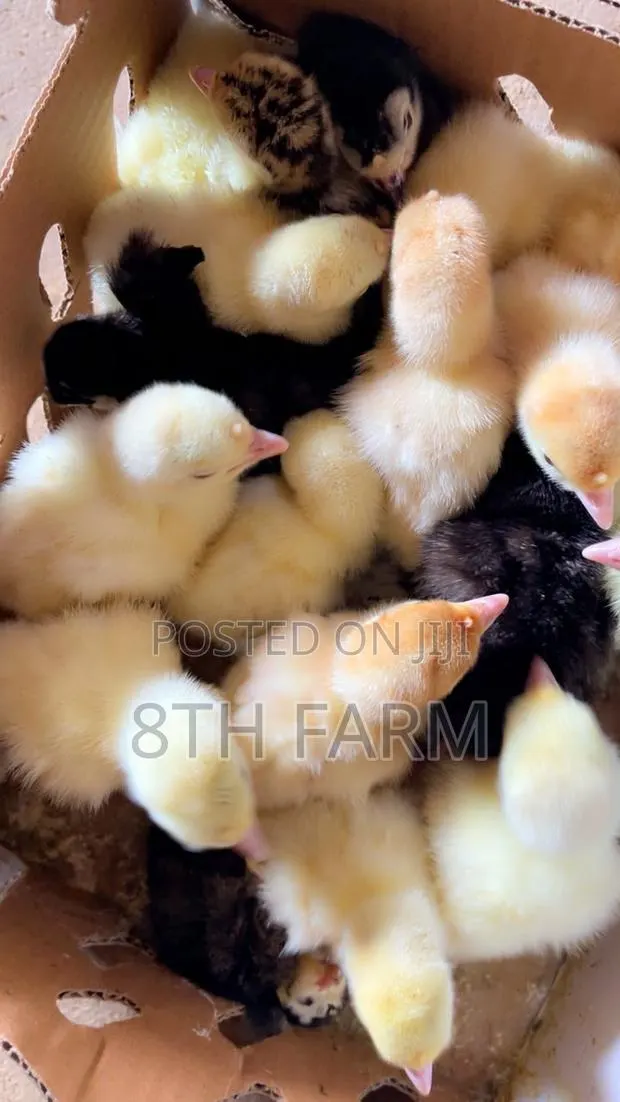 Fast Growing Day Old Turkey Breed Foreign Bbw|Bbw · Photo 1