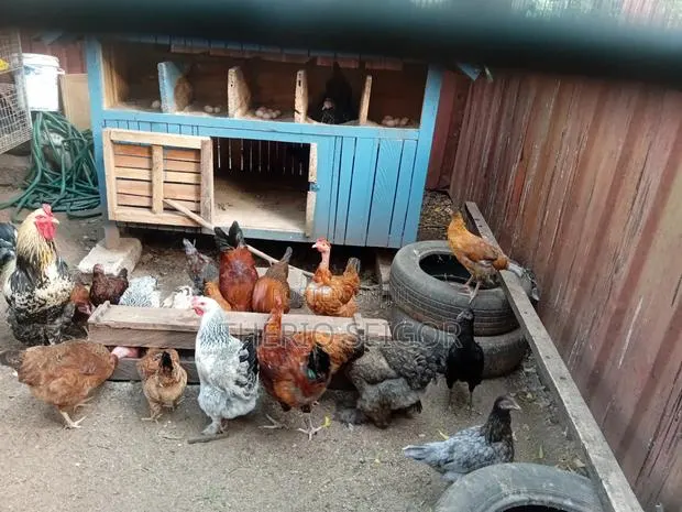 Fowls for Sale - Fulani-Brahma Hybrid, Local