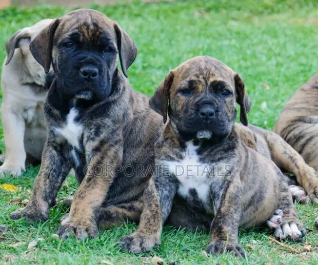 1-3 months Male Purebred Boerboel · Photo 1