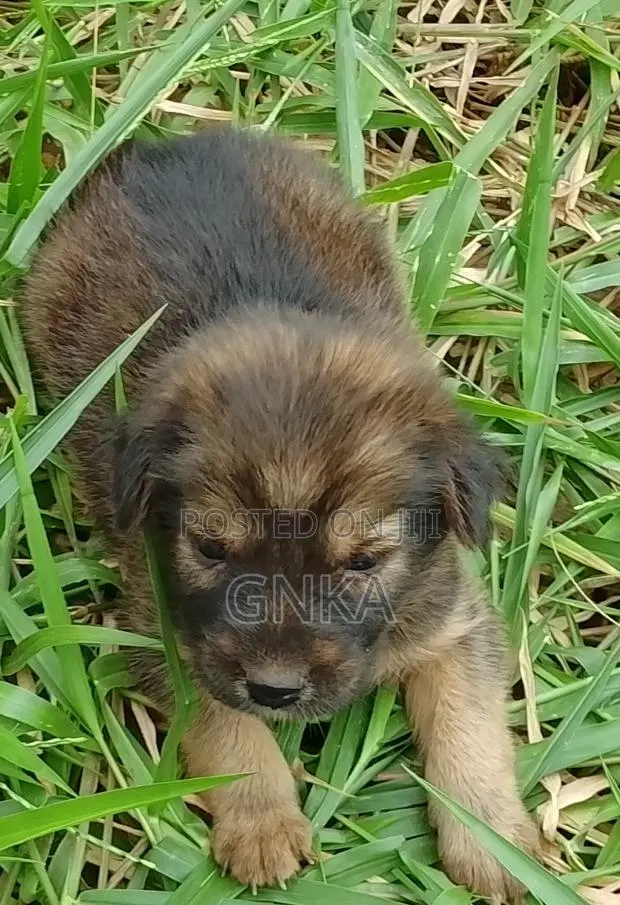 0-1 month Female Mixed Breed German Shepherd · Photo 1