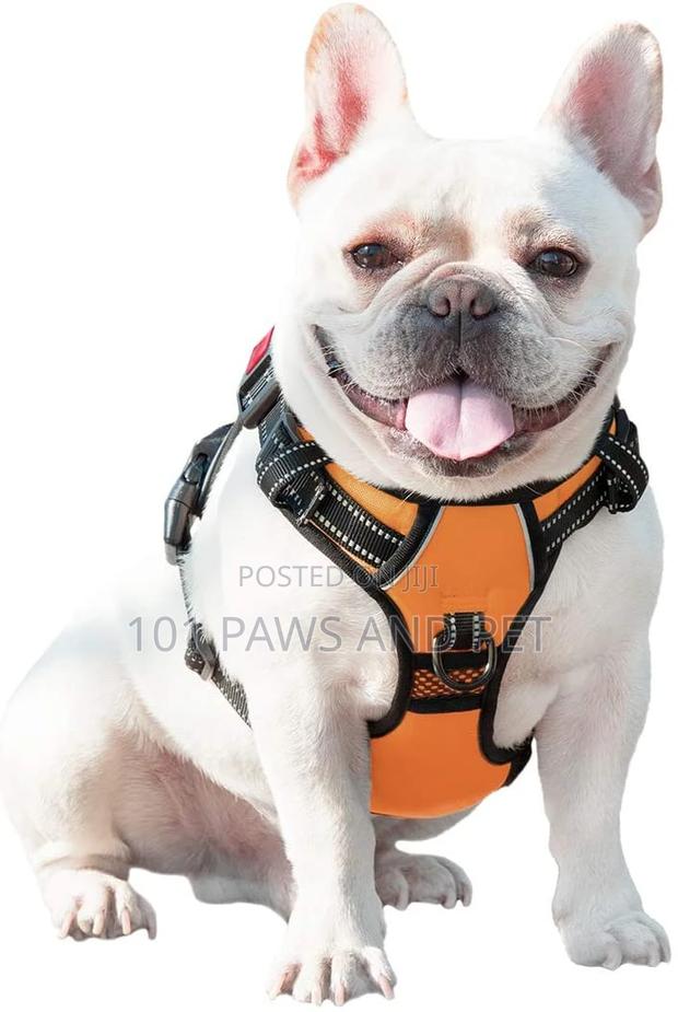 Harness Available for Small Dogs · Photo 1